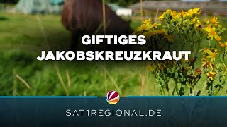 Giftiges Jakobskreuzkraut So wehren sich SchleswigHolsteins Landwirte [upl. by Oileve]