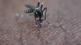 Aedes albopictus [upl. by Terina]