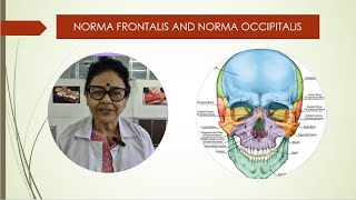 Norma frontalis and occipitalis [upl. by Nana]