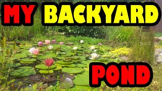 HOW I build BUDGET backyard KOI POND [upl. by Ellenahc]