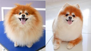 ITS THE SAME DOG ☆ Pomeranian grooming seal style with scissor✂️ [upl. by Robbi796]