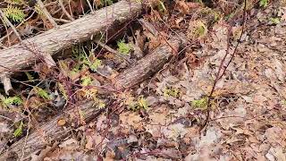 Red Osier Dogwood Cuttings Success [upl. by Leira707]