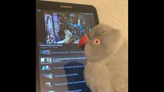 Indian Ringneck Parrot knows how to change YouTube videos on her tablet [upl. by Firooc]