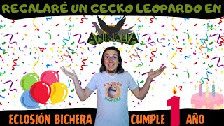 REGALARÉ UN GECKO LEOPARDO EN ANIMALIA 😁 ECLOSIÓN BICHERA CUMPLE UN AÑO 🥳 [upl. by Neelahtak88]