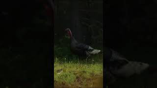 Chasing Turkeys in Washington amp Montana [upl. by Mcafee]