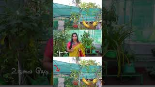 Terrace Greenhouse Magic Beat Chennai Heat NATURALLY greenhouse terracegarden gardening chennai [upl. by Sarat135]