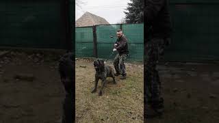 Mastino napoletano attack [upl. by Calhoun321]