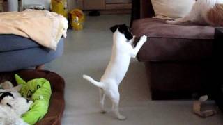 Parson Russell Terrier Welpe quotKahlanquot 4 [upl. by Pattani814]