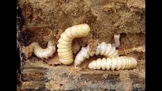 Collecting Witchetty Grubs for fish bait witchettygrubs collectingbait [upl. by Ulda]