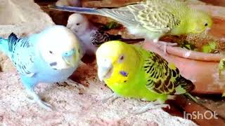 15 September budgies videos Australian parrots breding [upl. by Houston]