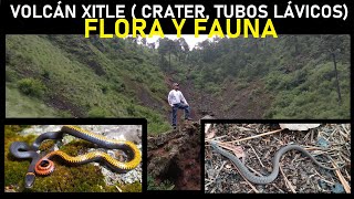 Exploración en el volcán Xitle  tubos lávicos cráter flora amp fauna [upl. by Dyol]