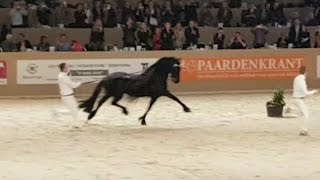 King👑 of the stallions JASPER 366 hengstenkeuring 2017 The King Faderpaard Friesian horse [upl. by Nilde]