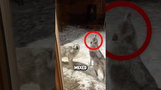 This Guy Found Wolves In His Backyard 😨 Credit micheedon [upl. by Nerot]