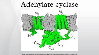 Adenylate cyclase [upl. by Chapa]