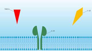 Interleukins and the Immune System [upl. by Dinin]