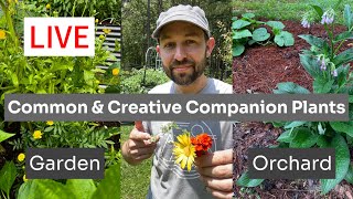 Common amp Creative Companion Plants for Gardens and Orchards [upl. by Terrene607]