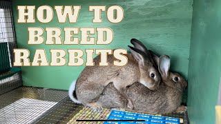 How to BREED Rabbits First Time Buck and Doe [upl. by Nevet]