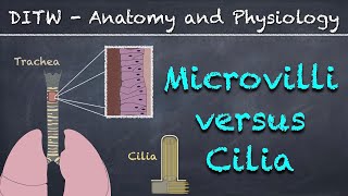 DITW  Microvilli versus Cilia [upl. by Aluor591]