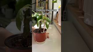 Kiwi Berry Fungus shorts propagation indoorplants houseplants plants plantcare fungus [upl. by Iel]