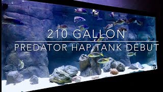 210 Gallon Predator Hap Tank Debut [upl. by Halac]