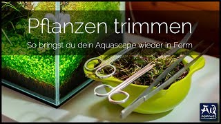 Pflanzen im Aquarium schneiden  AquaOwner [upl. by Ailecec169]