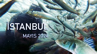 İstanbul Kıyılarında İnanılmaz Balık Sürüleri ve Levrekler  Mayıs 2024 [upl. by Nocaj]