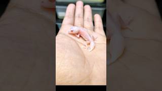 Knobtail Gecko baby morph Albino Patternless [upl. by Jobina658]