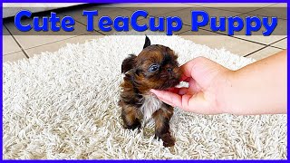 MUST WATCH LOOK HOW CUTE THIS SHIH TZUS IS TINY Teacup Puppy [upl. by Berthoud]