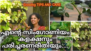 Syngonium  സിംഗോണിയം types and care  low light plant  Gardening Malayalam  shilpazz Thattikootu [upl. by Ayna]