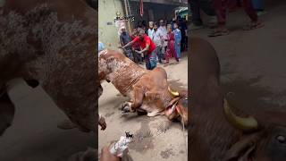 Massive Indo Brazil Bull Grounding  2024 Qurbani Gorur Haat  shorts pets animals cow goru [upl. by Wooldridge908]