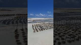 Seaweed farms in Zanzibar sea [upl. by Eemak]