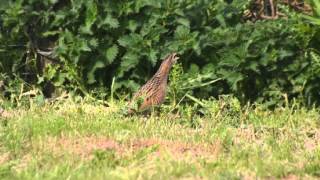 Corncrake on Uist [upl. by Alma]