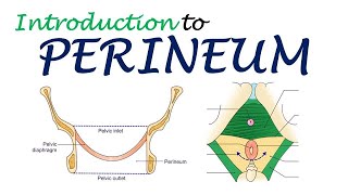 Chp28  P€RINEUM Introduction  BDC Vol2 Chp  Dr Asif Lectures [upl. by Letsyrhc673]