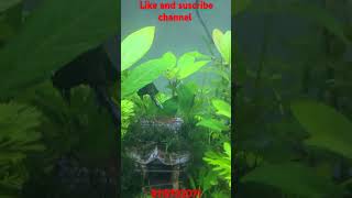 Half moon Betta fish plantedtanksetup bettafish bettaindonesia aquarium aquascape fishtanktour [upl. by Liponis]