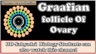 Graafian Follicle Histology of Ovary class 12Human reproductionMaharashtra BOARDCBSENEETNCERT [upl. by Zaccaria305]