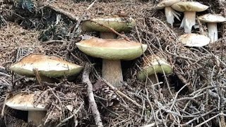 Funghi porcini Boletus edulis mushroom from the Carpathian mountains 2024 [upl. by Hortensa]