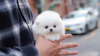 Teacup white pomeranian has blue eyes │ Miniteacuppuppy [upl. by Anoyk]