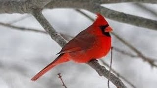 OFFICIAL VIDEO NORTHERN CARDINAL UNIQUE BIRD CALL SINGING [upl. by Ashatan745]