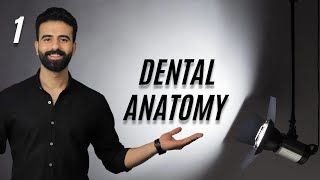 مهم جداً ل أي طالب عنده dental anatomy  وماذا بعد ؟ [upl. by Friedlander911]