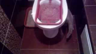 Приучаю кошку к унитазу своим методом  Accustom the cat to the toilet by his method [upl. by Iznik]