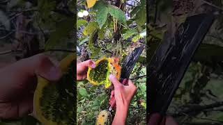 Cucumis metuliferus là một loài cây leo sống một năm thuộc họ Bầu bí [upl. by Lynett]