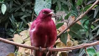 Pompadour cotinga [upl. by Ilona]