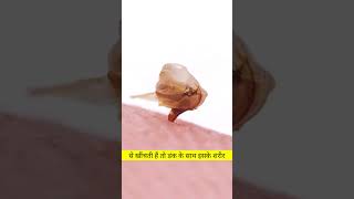 Bees DiedAfter Bite  Untold Facts shorts facts youtubeshortsindia [upl. by Siravart]