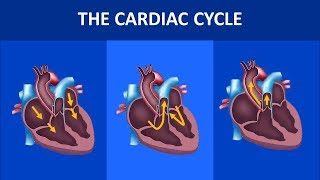 Cardiovascular physiology  the cardiac cycle systole and diastole [upl. by Attenat857]