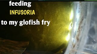 Feeding my glofishtetra fry using INFUSORIA very efective😱 [upl. by Eenwat]