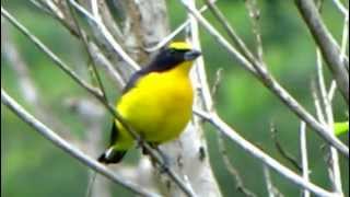 Thickbilled Euphonia  Euphonia laniirostris  Reserva el Paujil Birdwatching [upl. by Eevets173]