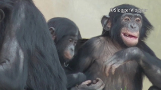 Bonobo Siblings Play Fight [upl. by Adnilec]