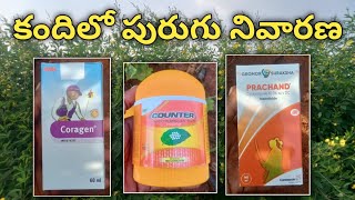 కందిలో పురుగు నివారణ  coragen insecticide  counter insecticide  prachand insecticide [upl. by Mehta]