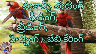 How to Macaws🦜 BreedingHatching amp Baby Caring at Home [upl. by Ailekat]