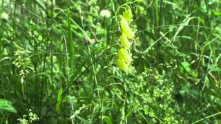 Digitalis grandiflora 1mp4 [upl. by Esile]